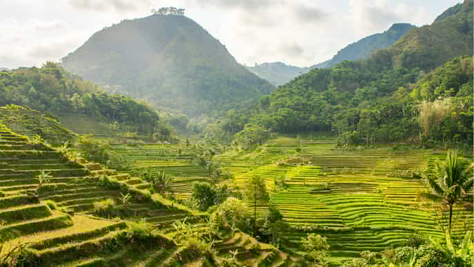 selogriyo temple tour and trek through javas rice terraces