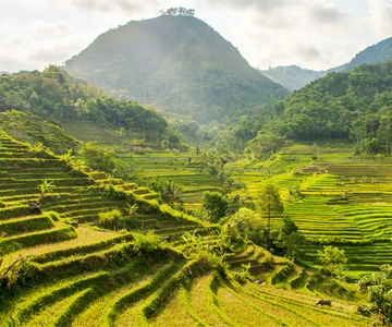Yogyakarta: Selogriyo Temple Tour & Java Rice Terrace Trek