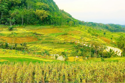 Yogyakarta: Selogriyo Temple Tour &amp; Java Rice Terrace Trek