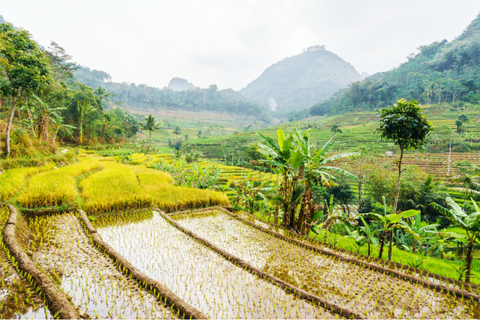 Yogyakarta: Selogriyo Temple Tour &amp; Java Rice Terrace Trek