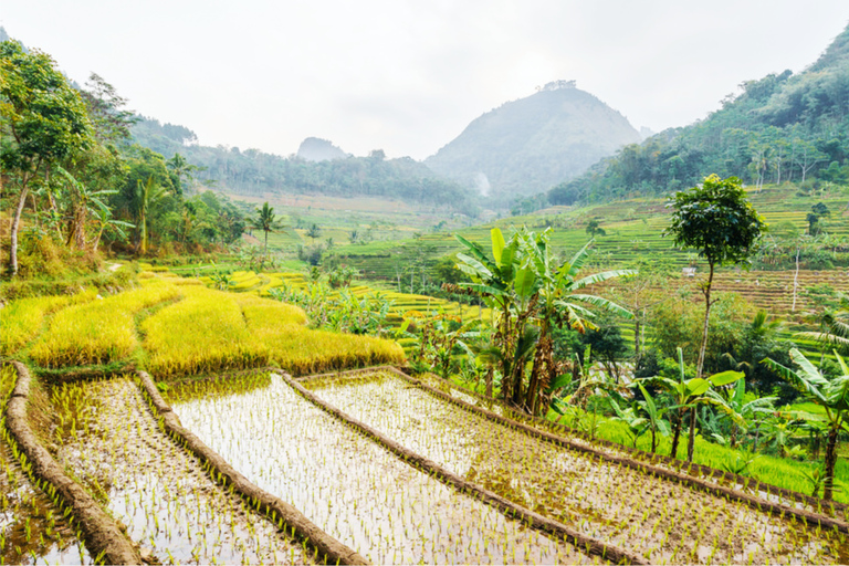 Yogyakarta: Selogriyo Tempel Tour & Java Reisterrassen Trek