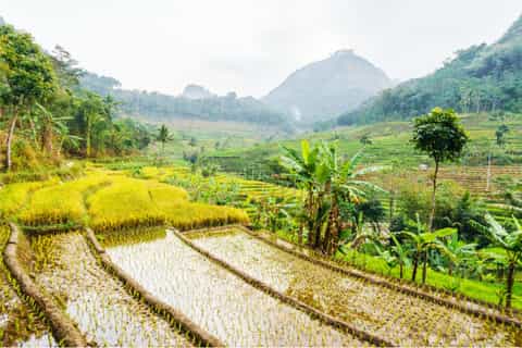 Selogriyo Temple Tour and Trek Through Java's Rice Terraces