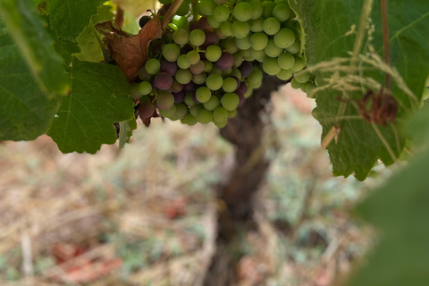 Small Group Guided E-Bike Tour in Nice’s Organic Vineyard