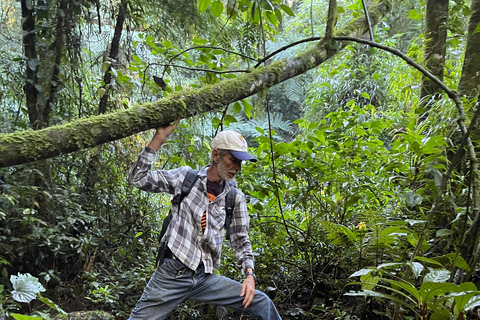 Da Rio: ritiro ecoturistico di 4 giorni con trasferimenti e cabineDa Rio: 4 giorni di eco-turismo con trasferimenti e alloggio in bungalow