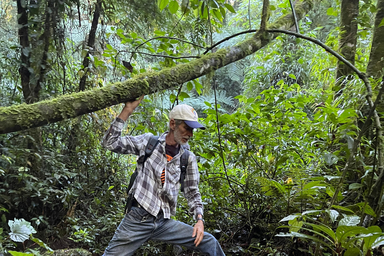 Da Rio: ritiro ecoturistico di 4 giorni con trasferimenti e cabineDa Rio: 4 giorni di eco-turismo con trasferimenti e alloggio in bungalow
