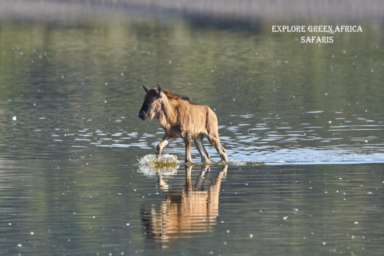 2 Tage Tarangire Park &amp; Ngorongoro Krater Tour