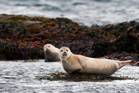 Reykjavik: 2-Day West Tour with Snæfellsnes &amp; Silver Circle2-Day Tour with Lava Caving at Viðgelmir