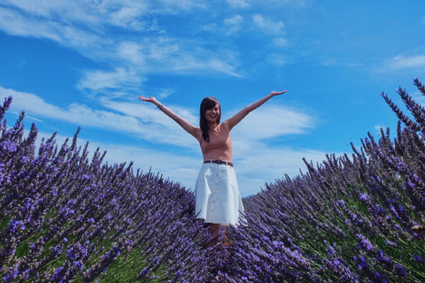 From Avignon: Half-Day Lavender Tour of Luberon From Avignon: Half-Day Afternoon Lavender Tour of Luberon