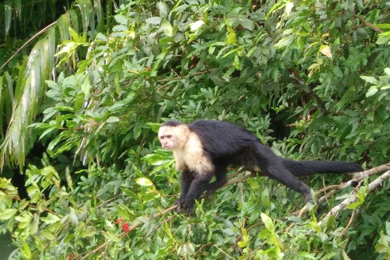 From Panama City: Panama Canal and Monkey Island Tour Guided Private Tour in Spanish