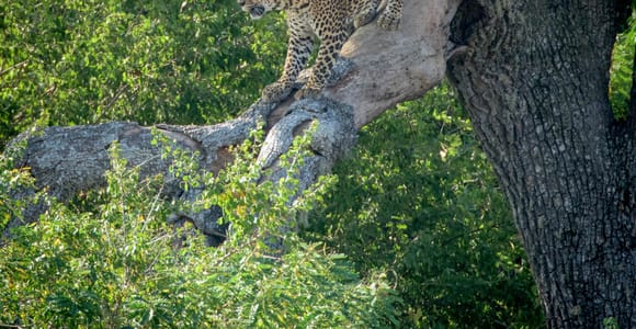 From Bentota: Full-Day Yala National Park Safari Tour