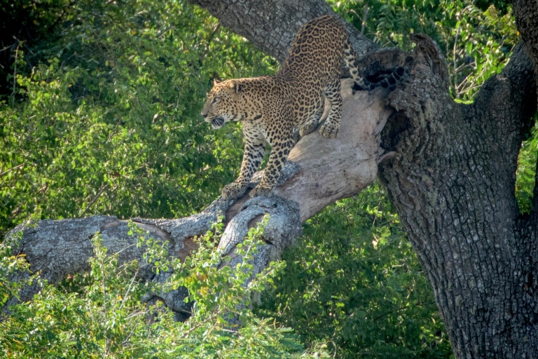 From Bentota: Full-Day Yala National Park Safari Tour Standard Option