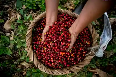Finca Aquiares: Visita de 2 horas al café con degustación