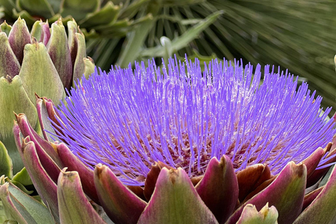 Discover Santa Monica’s Hidden Stairways & Canyon Paths