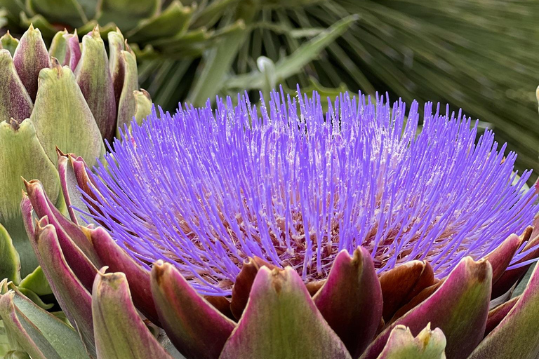 Discover Santa Monica’s Hidden Stairways & Canyon Paths