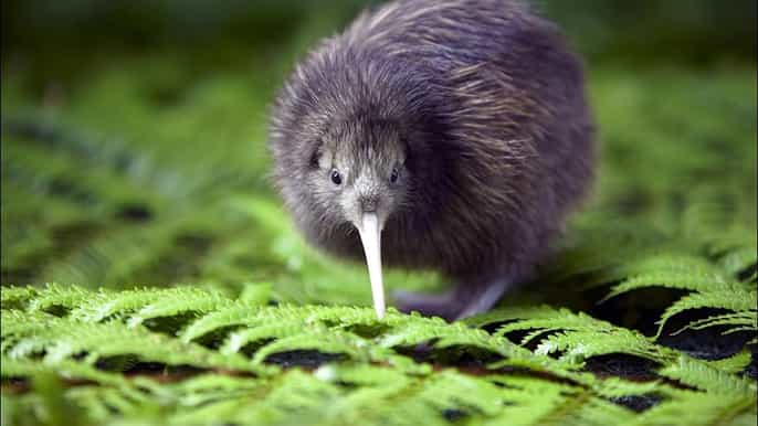 akaroa christchurch city sights and wildlife excursion