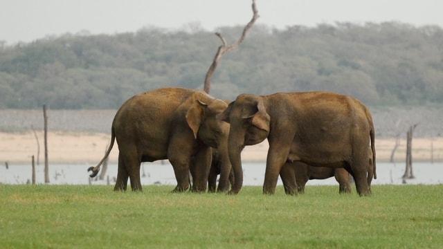 Van Negombo: Minneriya National Park Safari Tour