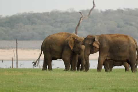 From Negombo: Minneriya National Park Safari Tour