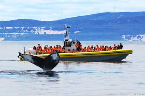 zodiac whale watching 2 or 2.5hour cruise