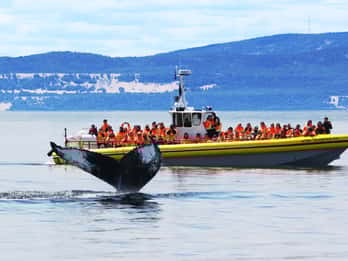 Québec: Whale Watching per Zodiac-Schlauchboot Québec: Whale Watching per Zodiac-Schlauchboot