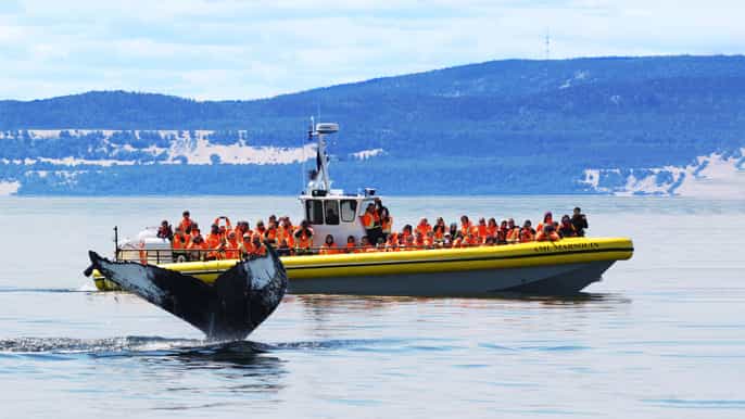 zodiac whale watching 2 or 2.5hour cruise