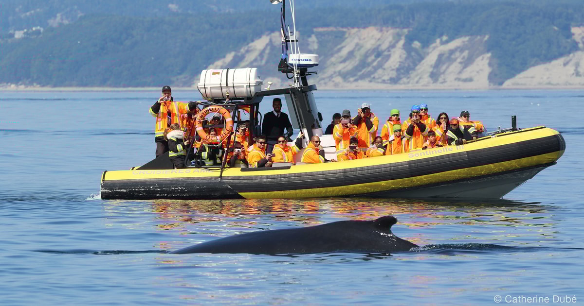 Tadoussac ou BaieSteCatherine observation de baleines GetYourGuide