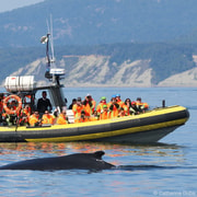 Zodiac Whale Watching Or Hour Cruise Getyourguide