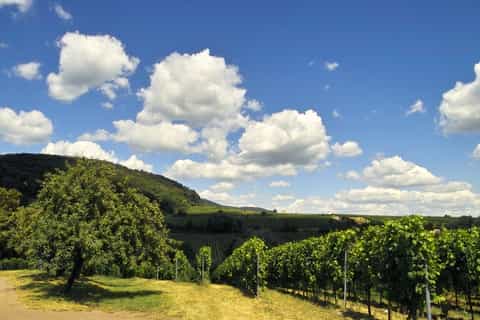 Full Day Wine Adventure: Paso Robles