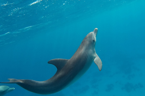 Hurghada: Cruzeiro de descoberta da casa dos golfinhos, mergulho com snorkel e almoçoGrupo especial