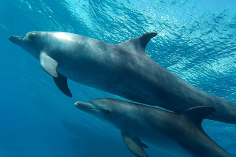 Hurghada: Upptäcktskryssning i Dolphin House, snorkling och lunchSärskild grupp