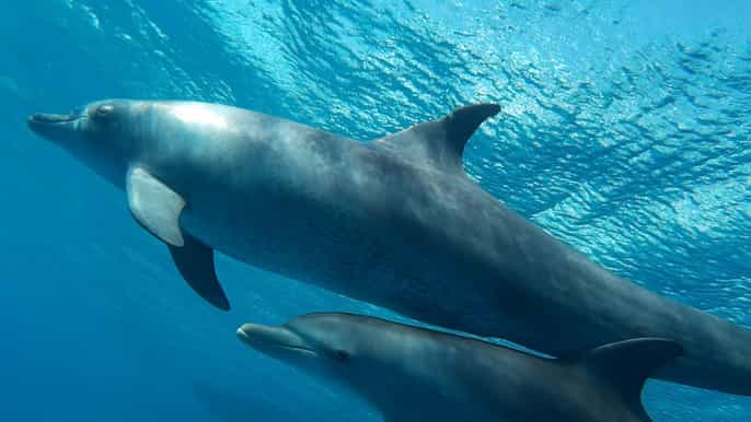 hurghada classic family red sea cruise