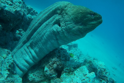 Hurghada: Ontdekkingstocht door het dolfijnenhuis, snorkelen &amp; lunchSpeciale groep