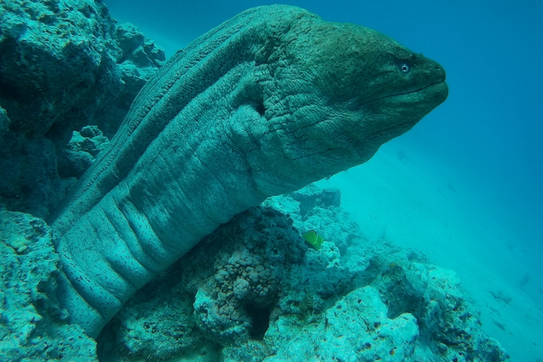 Hurghada: Ontdekkingstocht door het dolfijnenhuis, snorkelen &amp; lunchSpeciale groep