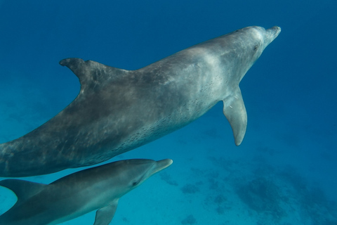 Hurghada: Upptäcktskryssning i Dolphin House, snorkling och lunchSärskild grupp