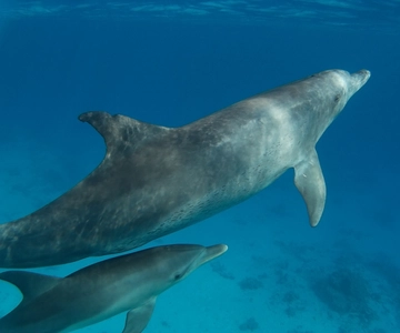 Hurghada: Delfinhaus Entdeckungstour, Schnorcheln & Mittagessen