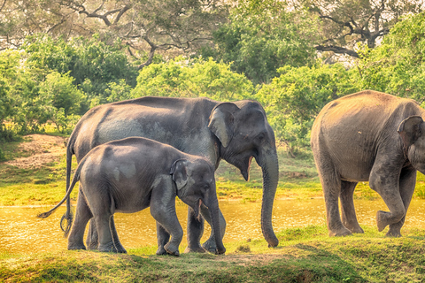 Von Colombo aus: Yala National Park Safari TourAb Colombo: Safari-Tagestour zum Yala-Nationalpark