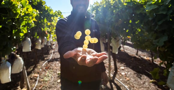 Alicante: Weintour durch die Landschaft mit 4 Verkostungen