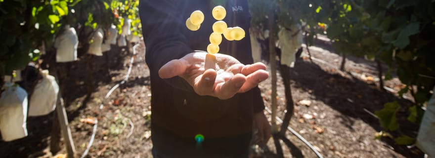 Alicante: tour enologico in campagna per piccoli gruppi con 4 degustazioni
