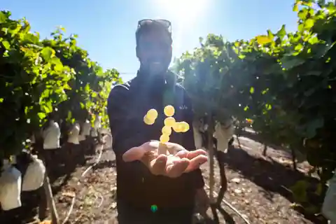 Alicante: Countryside Wine Tour with 4 Tastings