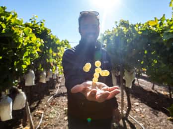 Alicante: ruta del vino por la campiña con 4 catas