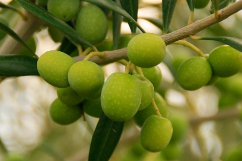 Z Sewilli: wycieczka po farmie oliwy z oliwekPrywatna wycieczka