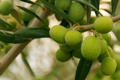 Da Siviglia: Tour della fattoria dell&#039;olio d&#039;olivaTour condiviso