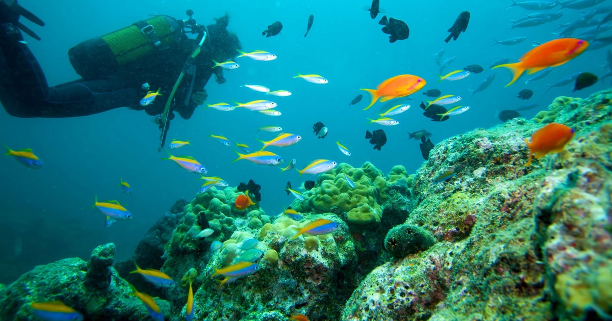 Marmaris Scuba Diving with a Qualified Instructor GetYourGuide