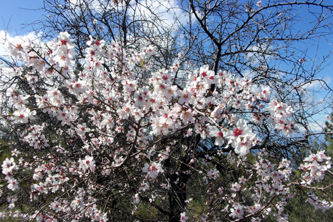 Tenerife: The Almond Blossom Trail