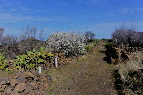 Tenerife: The Almond Blossom Trail