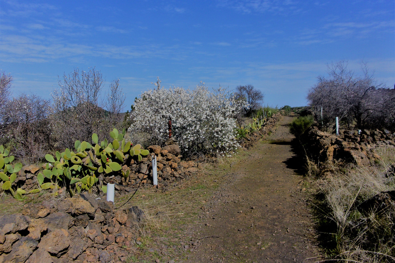 Tenerife: The Almond Blossom Trail