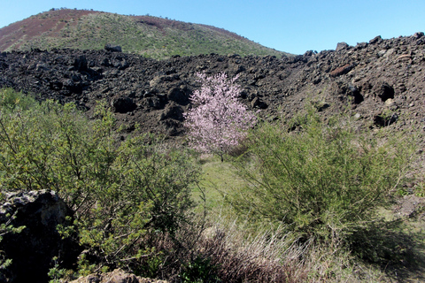 Tenerife: The Almond Blossom Trail