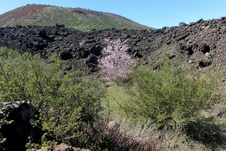 Tenerife: The Almond Blossom Trail