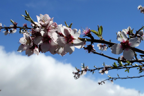 Tenerife: The Almond Blossom Trail