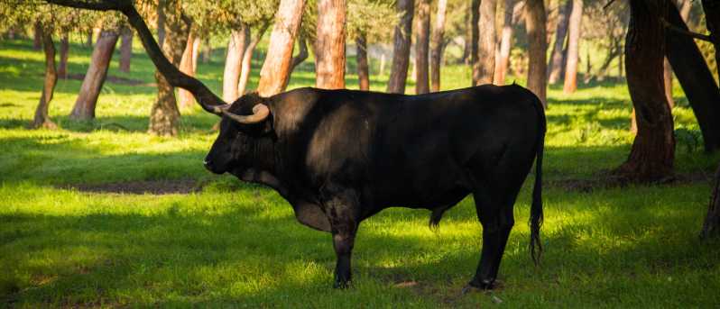 From Seville: Half-Day Bull Breeding Farm Tour