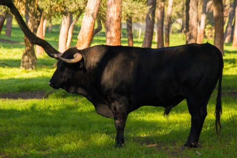 Au départ de Séville : Visite d'une ferme d'élevage de taureaux en demi-journéeVisite privée